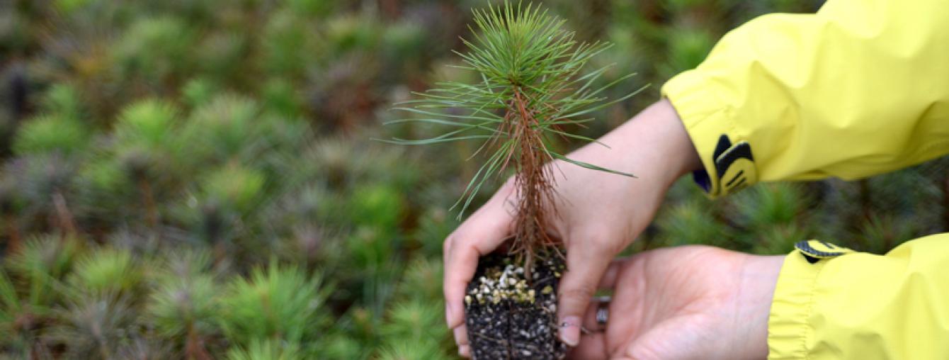 Seedling